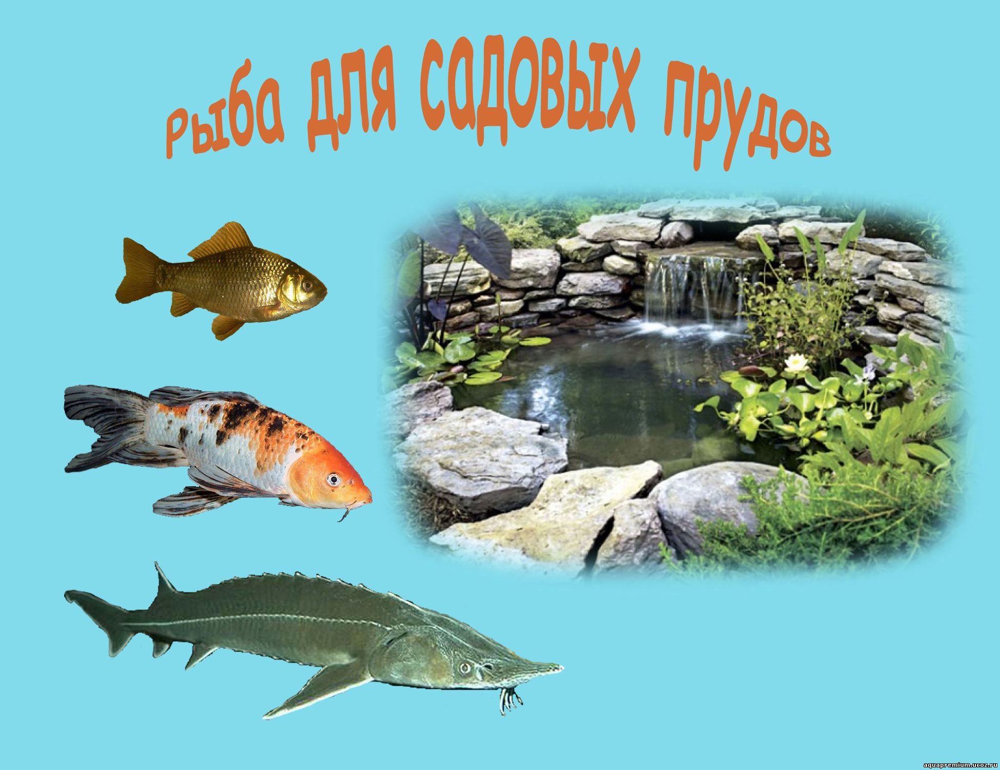 рыбка