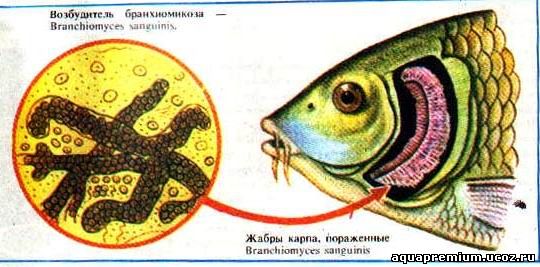 болезни рыб